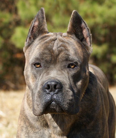 cane corso