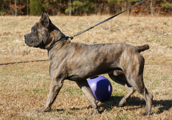 cane corso