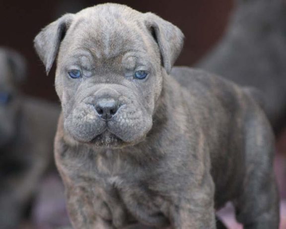 cane corso