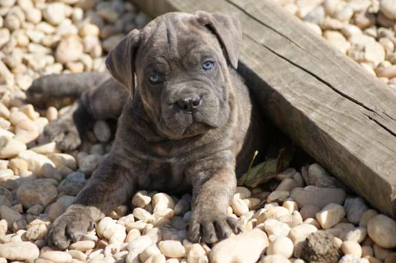 cane corso