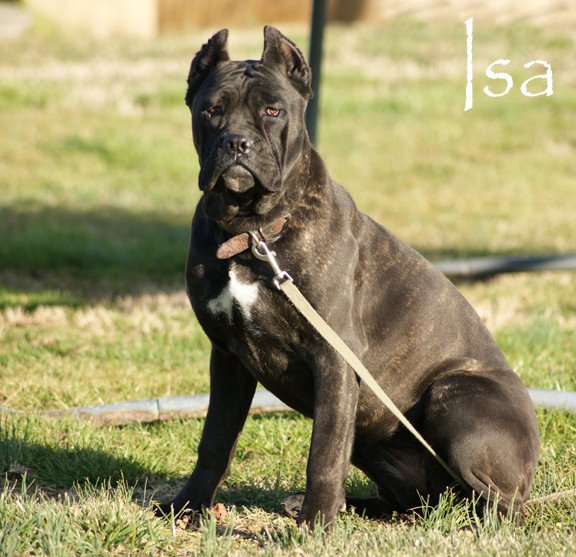 available cane corso female