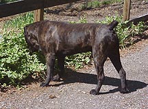 rockybod.jpg (17999 bytes)