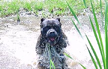 websplash.jpg (16025 bytes)