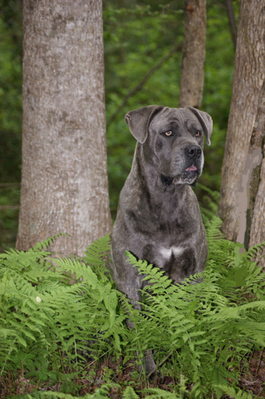 cane corso
