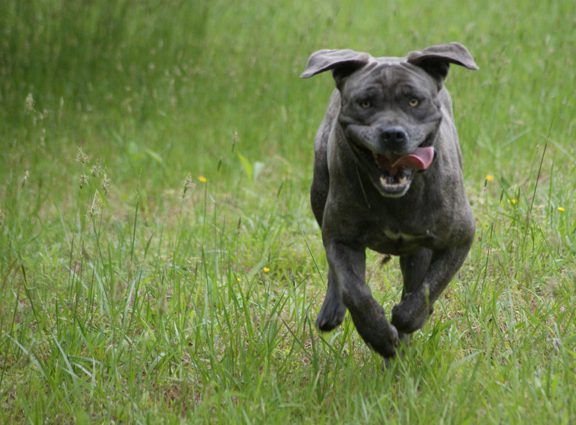 cane corso