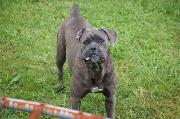 Cane Corso