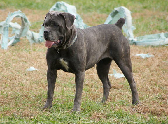 cane corso