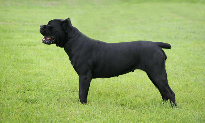 cane corso