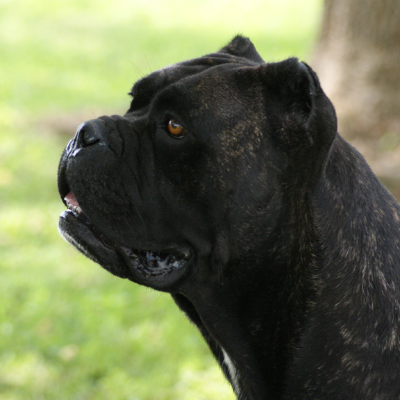 Cane Corso