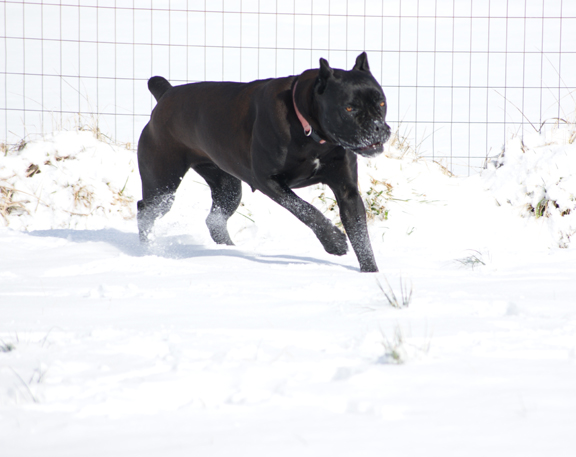 cane corso