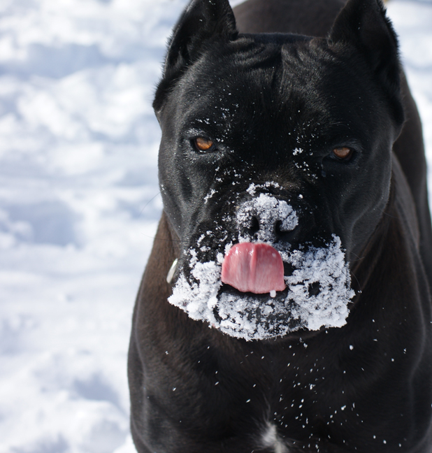 cane corso