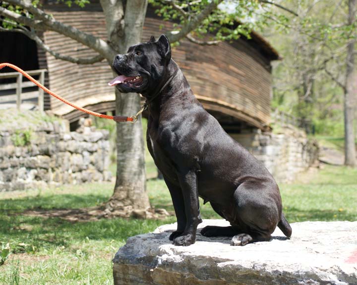 cane corso