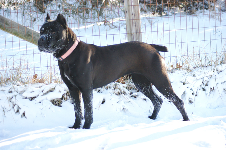 Cane Corso