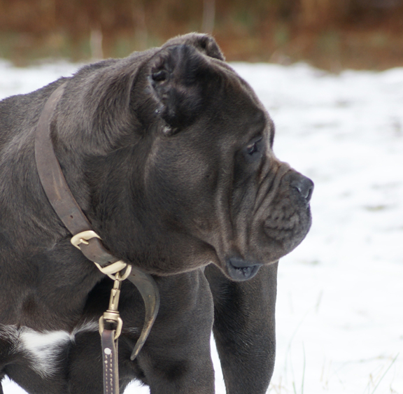 cane corso