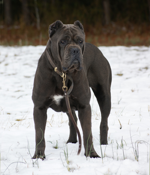 cane corso