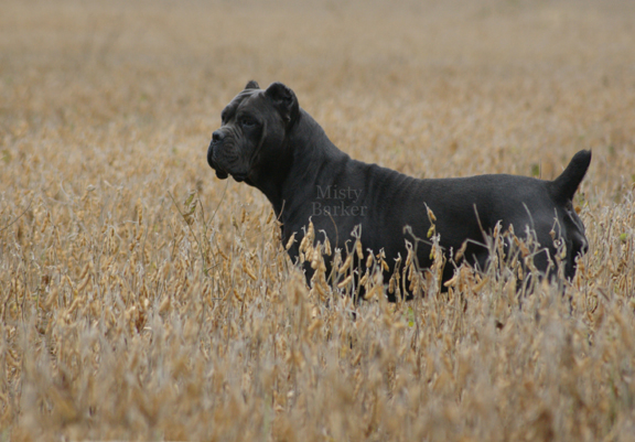 cane corso