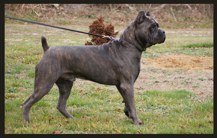 cane corso cane corso