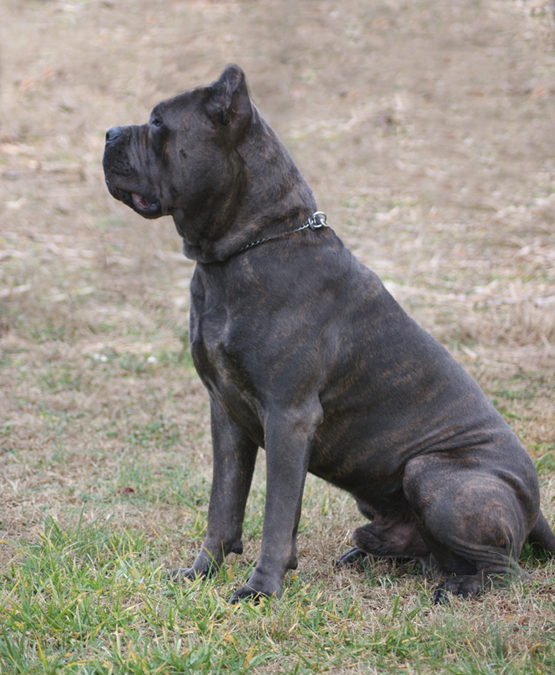 cane corso cane corso