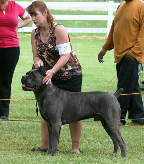 cane corso cane corso