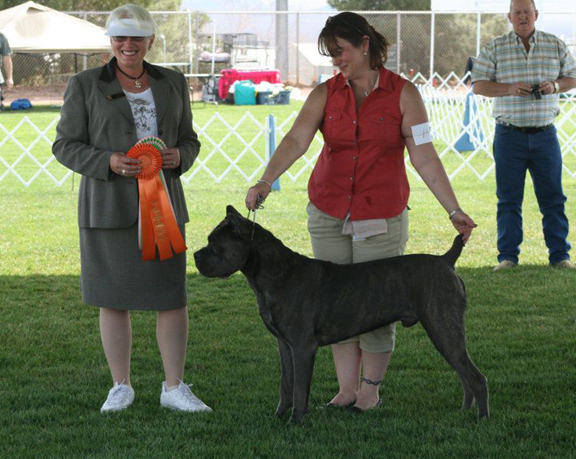 cane corso cane corso