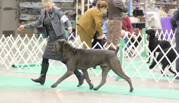 cane corso cane corso