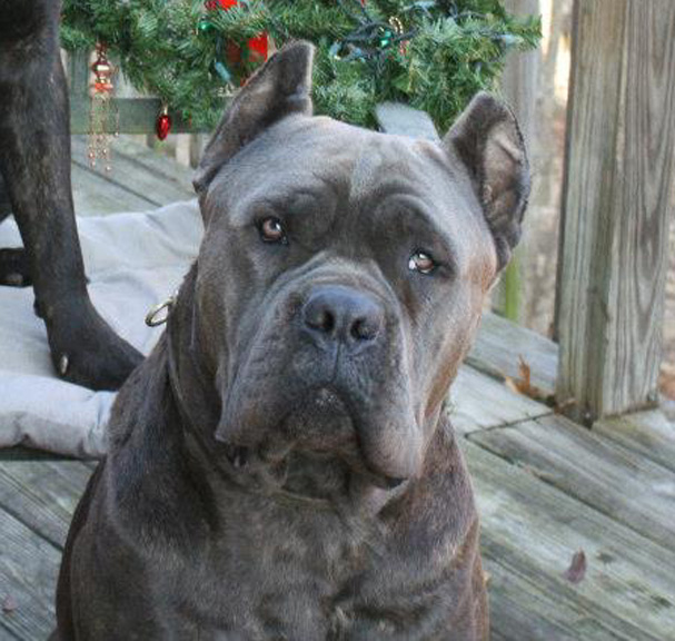 cane corso cane corso