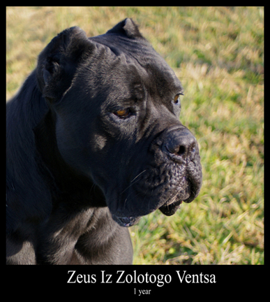 cane corso