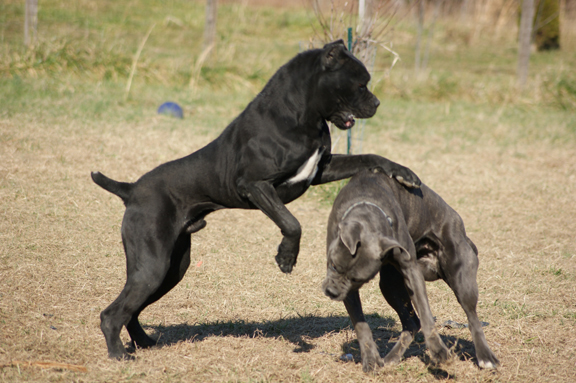 cane corso