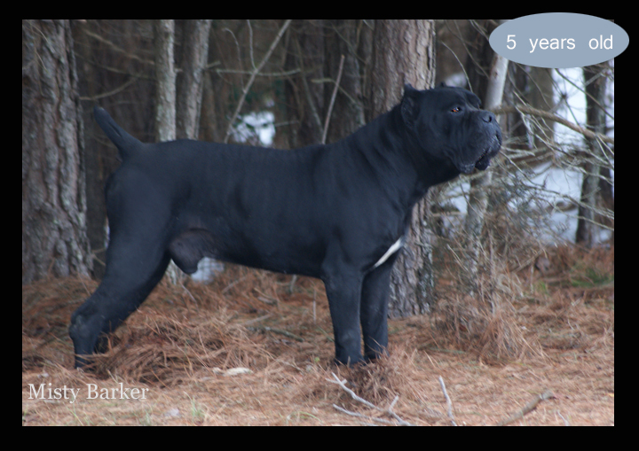 cane corso