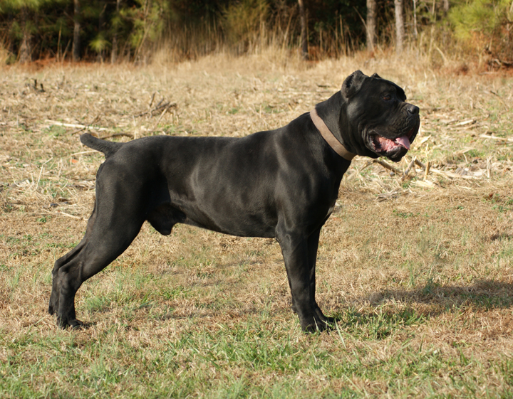 cane corso
