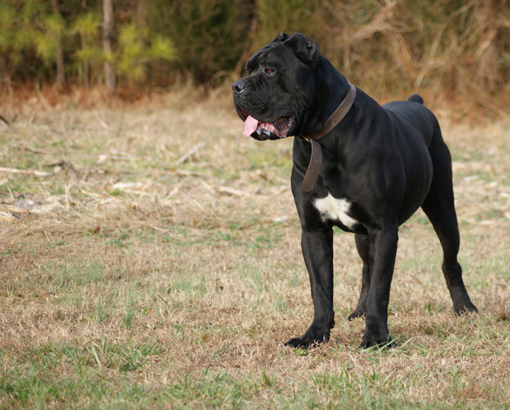 cane corso