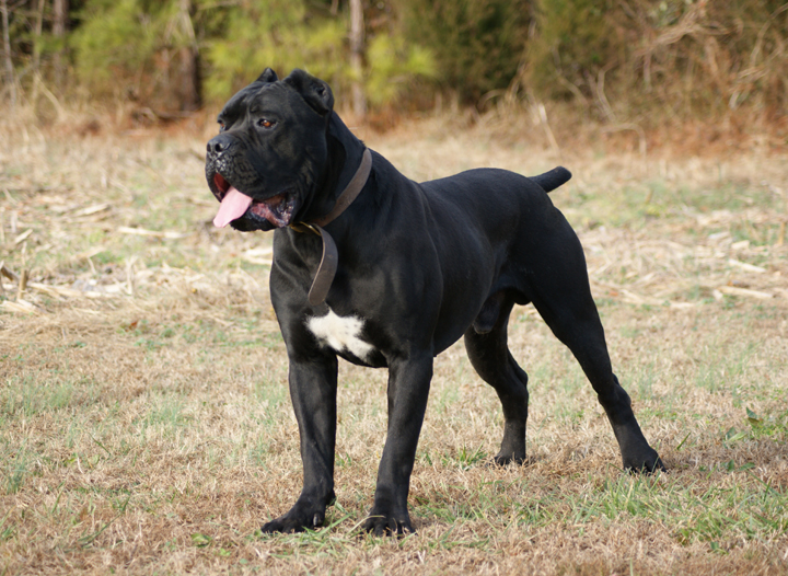 cane corso