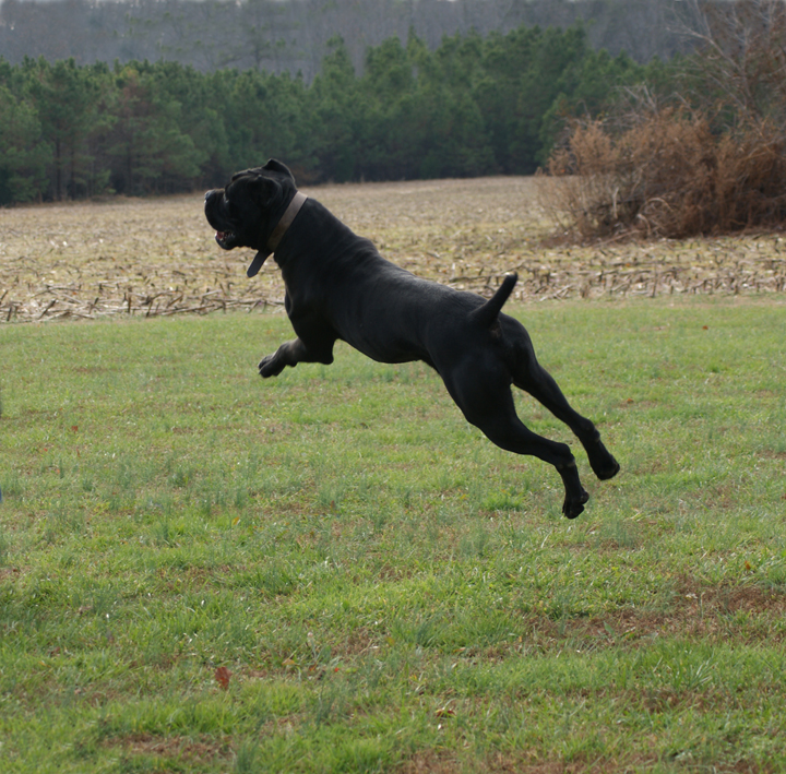 cane corso
