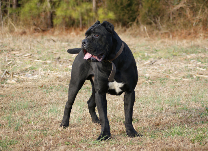 cane corso