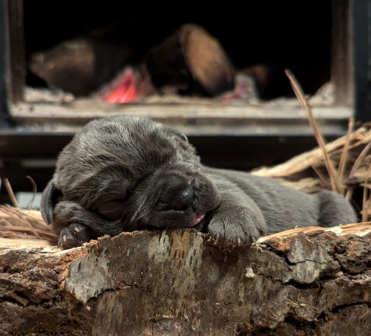 cane corso puppies 2025
